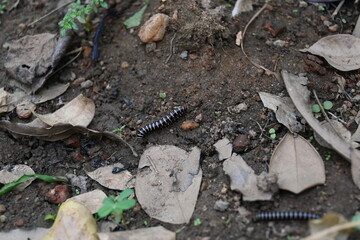 Greenhouse millipede. Its common names are Oxidus gracilis, hothouse millipede, shortflange millipede and garden millipede.This is a species of millipede in the family of Paradoxosomatidae.