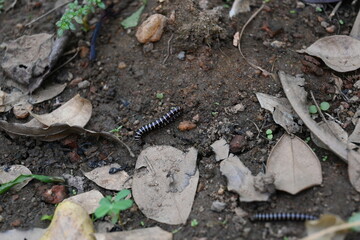 Greenhouse millipede. Its common names are Oxidus gracilis, hothouse millipede, shortflange...