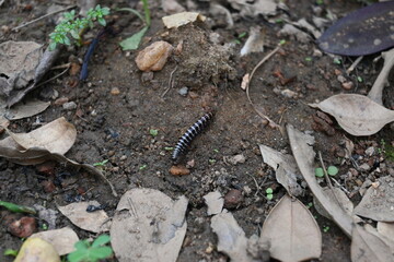 Greenhouse millipede. Its common names are Oxidus gracilis, hothouse millipede, shortflange millipede and garden millipede.This is a species of millipede in the family of Paradoxosomatidae.