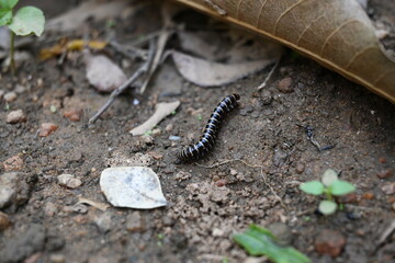 Greenhouse millipede. Its common names are Oxidus gracilis, hothouse millipede, shortflange millipede and garden millipede.This is a species of millipede in the family of Paradoxosomatidae.