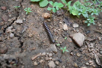 Greenhouse millipede. Its common names are Oxidus gracilis, hothouse millipede, shortflange...