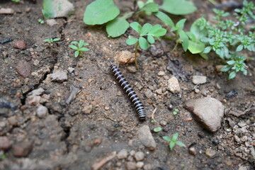 Greenhouse millipede. Its common names are Oxidus gracilis, hothouse millipede, shortflange millipede and garden millipede.This is a species of millipede in the family of Paradoxosomatidae.