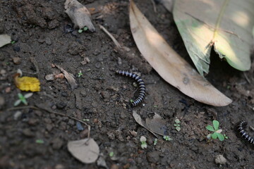 Greenhouse millipede. Its common names are Oxidus gracilis, hothouse millipede, shortflange millipede and garden millipede.This is a species of millipede in the family of Paradoxosomatidae.