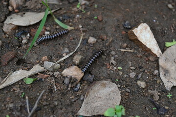 Greenhouse millipede. Its common names are Oxidus gracilis, hothouse millipede, shortflange...