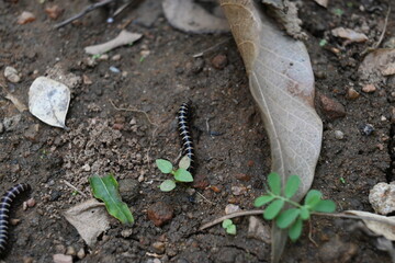 Greenhouse millipede. Its common names are Oxidus gracilis, hothouse millipede, shortflange...
