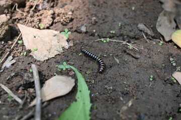 Greenhouse millipede. Its common names are Oxidus gracilis, hothouse millipede, shortflange...