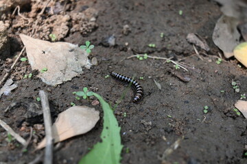 Greenhouse millipede. Its common names are Oxidus gracilis, hothouse millipede, shortflange millipede and garden millipede.This is a species of millipede in the family of Paradoxosomatidae.