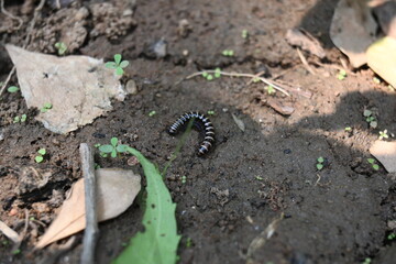 Greenhouse millipede. Its common names are Oxidus gracilis, hothouse millipede, shortflange...