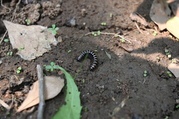 Greenhouse millipede. Its common names are Oxidus gracilis, hothouse millipede, shortflange...