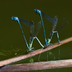 Two couples of Coenagrion puella aka azure damselfly during mating. Nature of Czech republic...