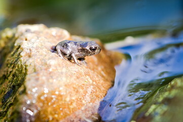 European common frog aka Rana temporaria not developed baby with tail.