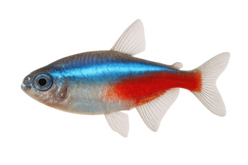 Fototapeta premium Small tropical fish with bright neon blue and red stripes, isolated on a transparent background, perfect for aquatic designs