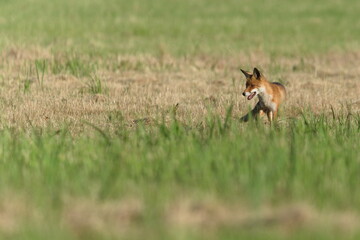 Vulpes vulpes aka The red fox is hunting and eating rodents on the field. Summer evening. Nature of Czech republic.