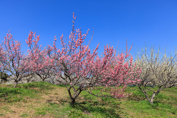 ピンク色の花梅