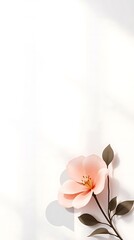 Elegant Peach Bloom on White Backdrop with Soft Shadow Accents