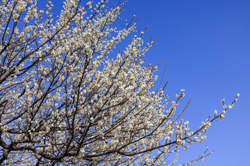 白梅の花