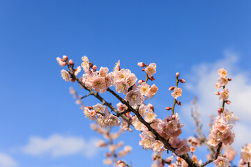 梅の花　佐布里梅