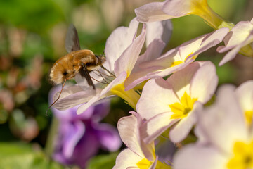 Greater Bee Fly - Bombylius major, beautiful parasitic bee mimic fly native to European meadows and forests, Zlin, Czech Republic.