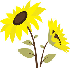 Beautiful sunflower illustration 