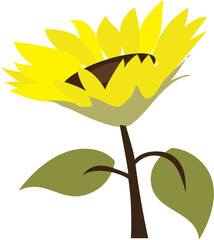 Beautiful sunflower illustration 