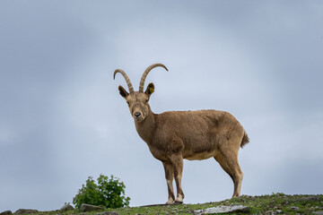 Obraz premium Female Siberian ibex Capra sibirica