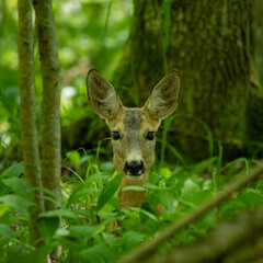 Roe deer in forest, Capreolus capreolus.