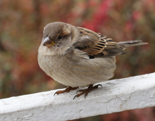 Close-up of a female house sparrow sitting on the fence of an old park against a blurred green background. Soft selective focus.
