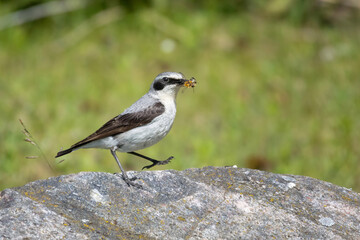 Northern wheatear Oenanthe oenanthe, in natural habitat