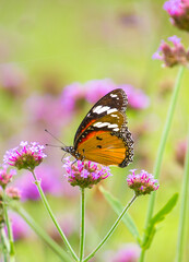 Obraz premium colorful butterfly on flower