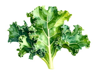 fresh green kale leaves watercolor illustration of healthy leafy vegetable bundle on isolated background for organic nutrition and plant based food concept
