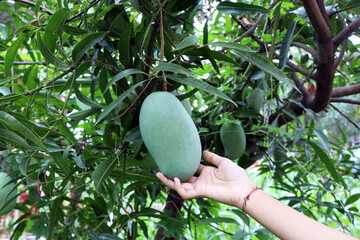 Mangoes hanging from a mango tree.