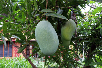 Mangoes hanging from a mango tree.