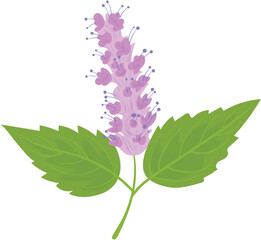 lilac branch isolated on white background