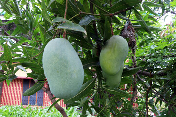 Mangoes hanging from a mango tree.