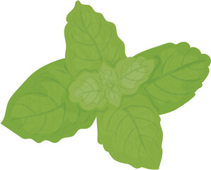 green leaves of mint