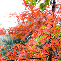 Red leaves in fall season
