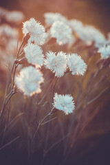 flowering of white Dianthus caryophyllus in the rays of the setting sun