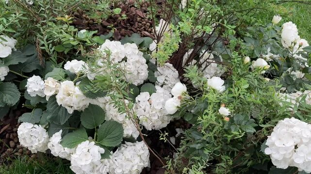 White hydrangea flower heads in pots mixed with spirea leaves. Container gardening composition, green and white contrast.