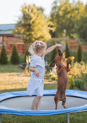 a three year old smiling girl playing with dachshund dog on trampoline in green sunny summer park