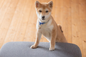 柴犬
