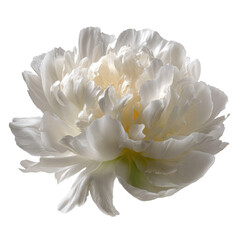 Fototapeta premium Luxurious White Peony Flower Isolated on Transparent Background