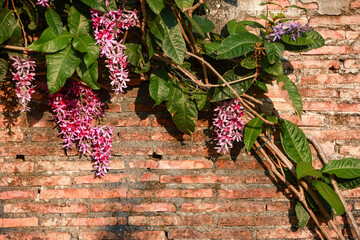 Old brick wall background and pink bouquet