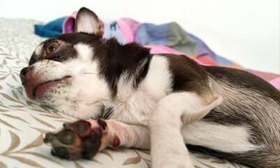 Cute chihuahua puppy sleeping on bed, closeup