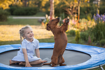 a three year old smiling girl playing with dachshund dog on trampoline in green sunny summer park
