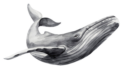 Watercolor painting of a whale on transparent background.
