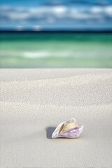 Single Seashell on White Sand Beach with Ocean Background