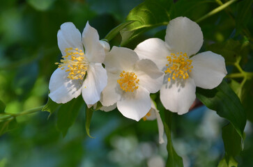 White blooming jasmine bushy plant against natural green summer bacground. Closeup flower ,petals...