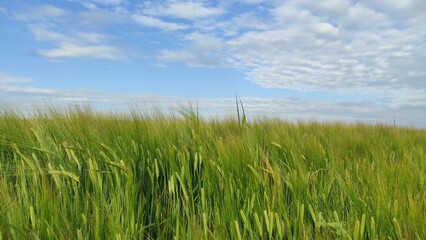 grass and sky