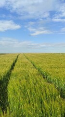 green field and blue sky