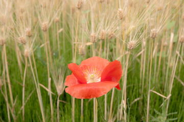 Obraz premium 夏の景色